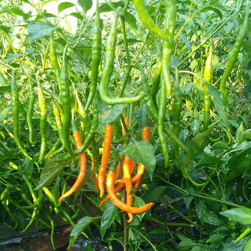 Fairy Valley Bred Hot Sale High Yield Hybrid F1 Yellow Hot Peppers Chili Pepper Seeds for Growing-Gold