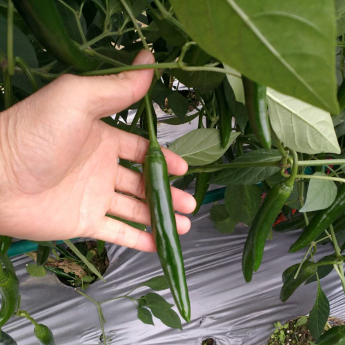 Fairy Valley Bred High Quality Hybrid F1 Green Hot Pepper Chili Seeds for Planting-PP017