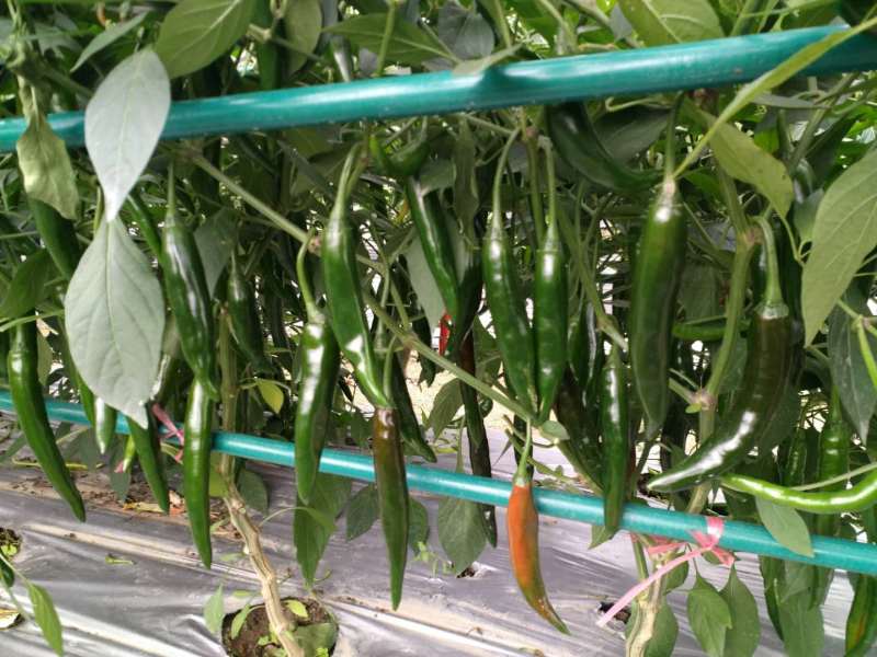 Fairy Valley Bred High Quality Hybrid F1 Green Hot Pepper Chili Seeds for Planting-PP017