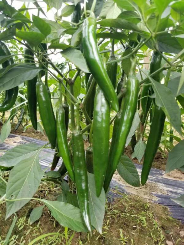 Fairy Valley Bred High Quality Hybrid F1 Green Hot Pepper Chili Seeds for Planting-PP027
