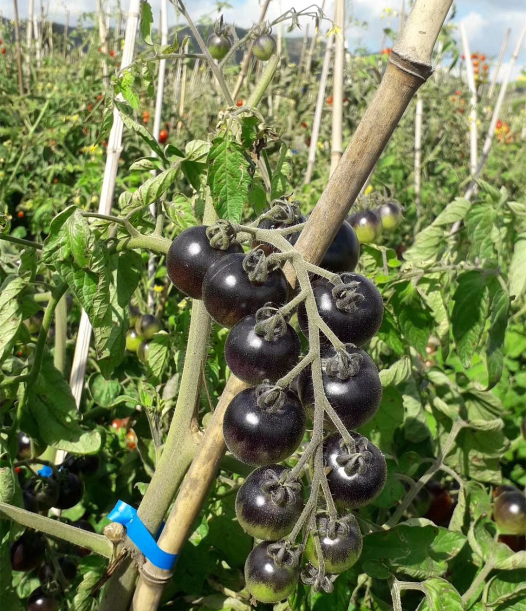 Fairy Valley Bred High Yield Hybrid F1 Sweet Tomato Seeds Black Indeterminate Cherry Tomato Seeds For Planting-Purple Bright No.5