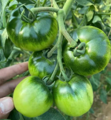 Fairy Valley bred Hot Sale Hybrid F1 Delicious Pink Tomato Seeds For Growing-ST006