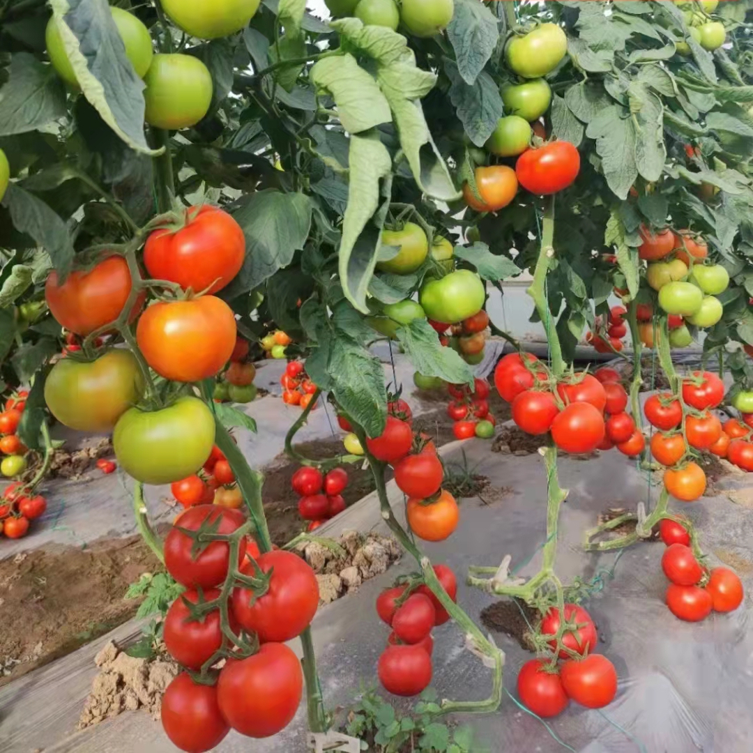 Fairy Valley bred High Quality Hybrid F1 Red Round Ineterminate Tomato Seeds for Growing-FT039
