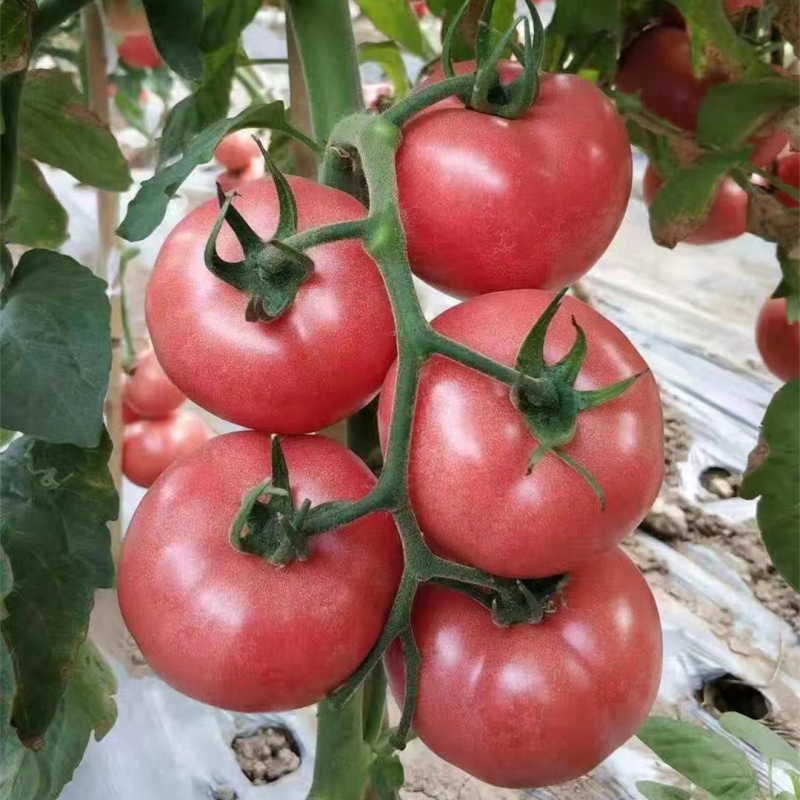 Fairy Valley Supply High Quality Hybrid F1 Indeterminate Pink Tomato Seeds For Growing-Pink King No.9