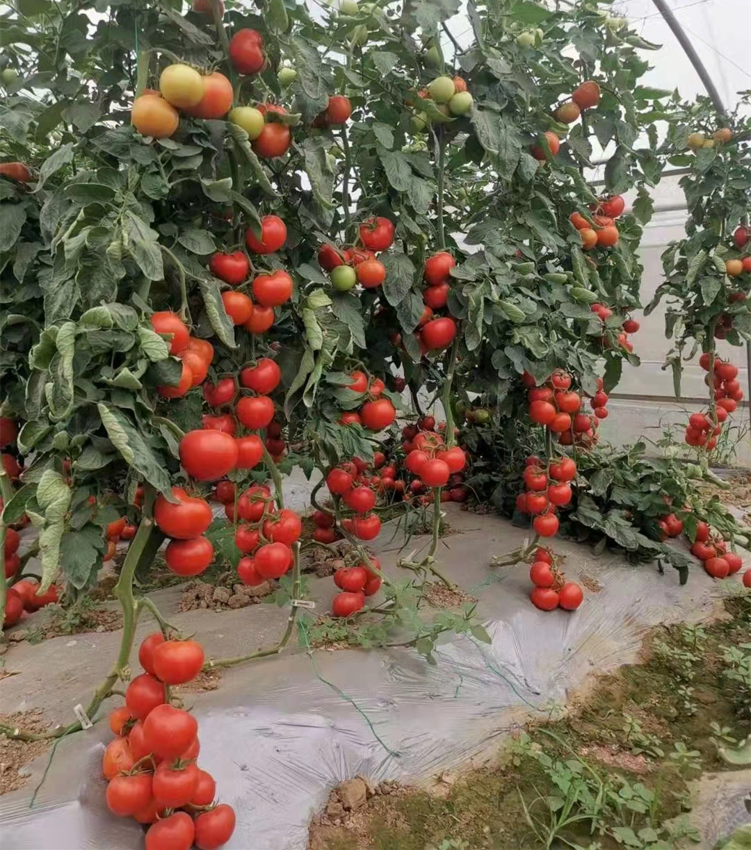 Fairy Valley bred High Quality Hybrid F1 Red Round Ineterminate Tomato Seeds for Growing-FT039