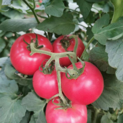 Fairy Valley Supply Hot Sale Hybrid F1 Indeterminate Pink Tomato Seeds For Growing-Pink King No.8