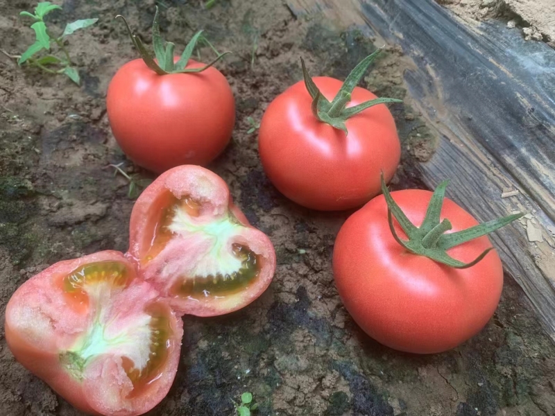 Fairy Valley Supply Hot Sale Hybrid F1 Indeterminate Pink Tomato Seeds For Growing-Pink King No.8
