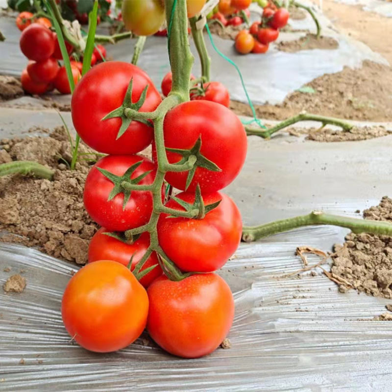 Fairy Valley bred High Quality Hybrid F1 Red Round Ineterminate Tomato Seeds for Growing-FT039