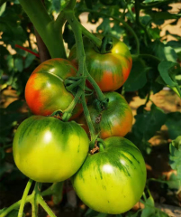 Fairy Valley bred Hot Sale Hybrid F1 Delicious Pink Tomato Seeds For Growing-ST006