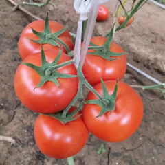Fairy Valley bred High Quality Hybrid F1 Red Round Ineterminate Tomato Seeds for Growing-FT039