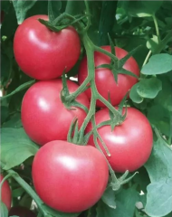 Fairy Valley Supply Hot Sale Hybrid F1 Indeterminate Pink Tomato Seeds For Growing-Pink King No.8