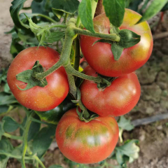 Fairy Valley bred Hot Sale Hybrid F1 Delicious Pink Tomato Seeds For Growing-ST006