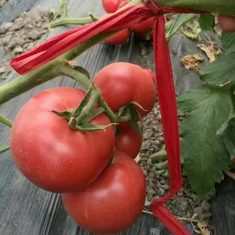 Fairy Valley Supply Hot Sale Hybrid F1 Indeterminate Pink Tomato Seeds for Growing-Sky Fortune No. 55