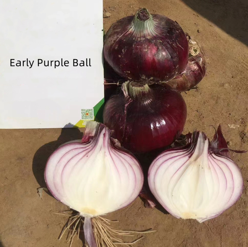 Fairy Valley Bred High Quality Hybrid Mid Day Purple Onion Seeds For Growing-Early Purple Ball