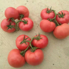 Fairy Valley Supply Hot Sale Hybrid F1 Indeterminate Pink Tomato Seeds for Growing-Sky Fortune No. 55
