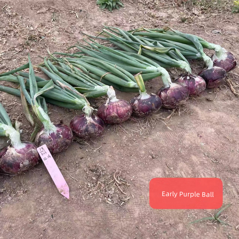 Fairy Valley Bred High Quality Hybrid Mid Day Purple Onion Seeds For Growing-Early Purple Ball