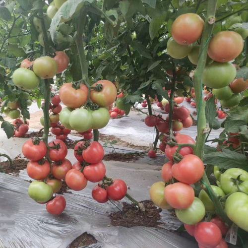 Fairy Valley Supply Hot Sale Hybrid F1 Indeterminate Pink Tomato Seeds for Growing-Pink King No.11