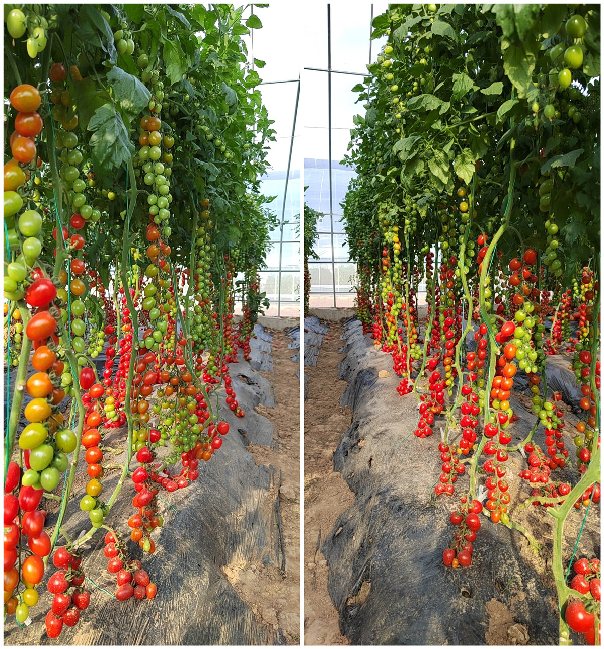 Fairy Valley′s Newest Breeds Hybrid F1 Indeterminate Cherry Tomato Seeds For Planting-Red sky