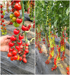 Fairy Valley′s Newest Breeds Hybrid F1 Indeterminate Cherry Tomato Seeds For Planting-Red sky