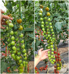Fairy Valley′s Newest Breeds Hybrid F1 Indeterminate Cherry Tomato Seeds For Planting-Red sky