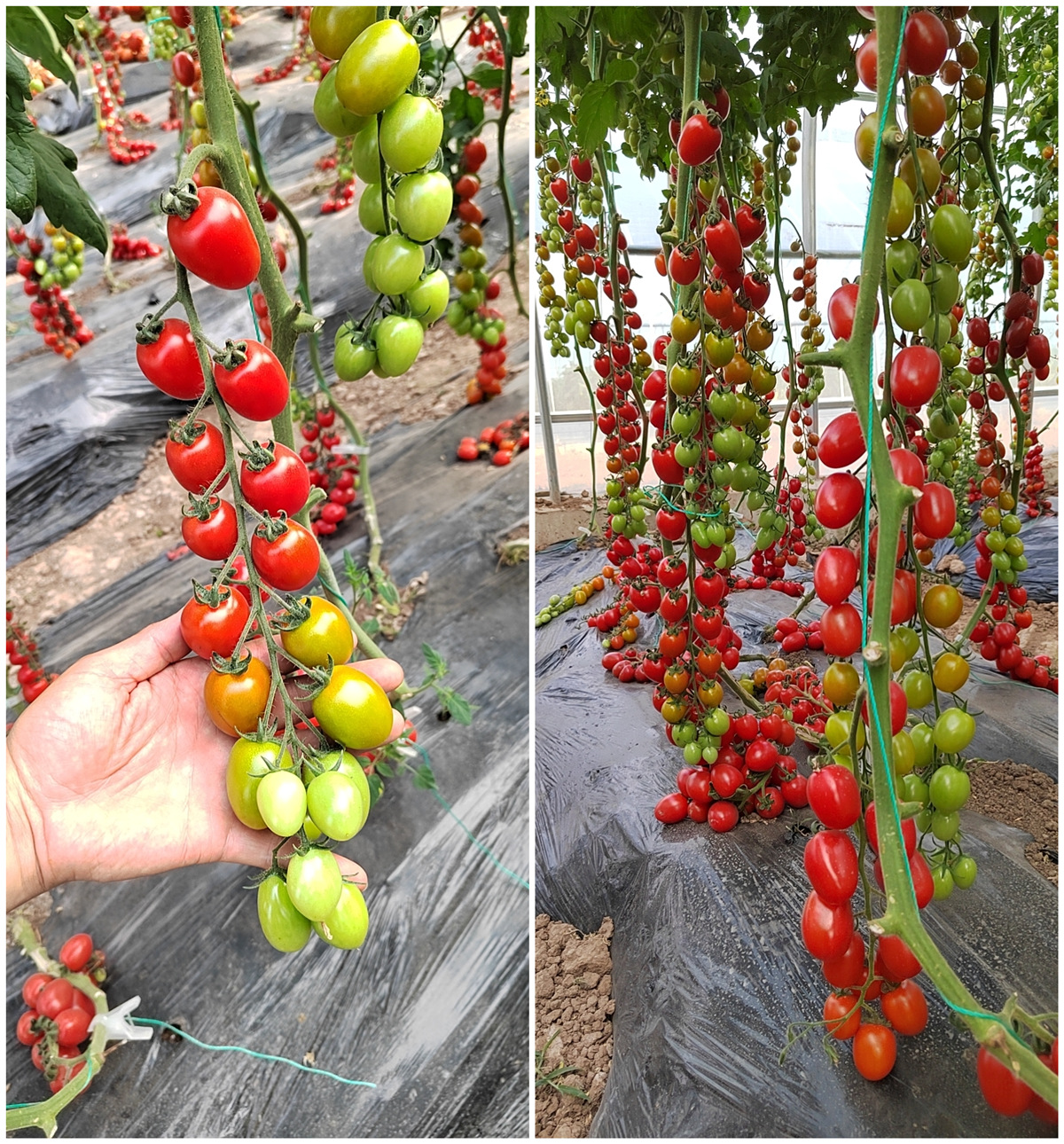 Fairy Valley′s Newest Breeds Hybrid F1 Indeterminate Cherry Tomato Seeds For Planting-Red sky