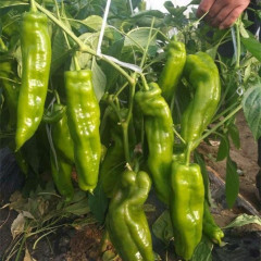 Fairy Valley Bred Hot Sale Hybrid F1 Big Green Pepper Chili Seeds for Growing-Foison No. 8