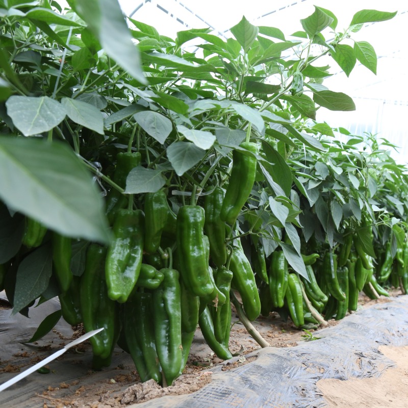 Fairy Valley Bred Hot Sale Hybrid F1 Big Green Pepper Chili Seeds for Growing-Foison No. 8