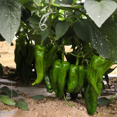 Fairy Valley Bred High Quality Hybrid F1 Big Green Pepper Chili Seeds for Growing-Foison No. 3