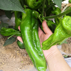 Fairy Valley Bred High Quality Hybrid F1 Big Green Pepper Chili Seeds for Growing-Foison No. 3