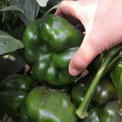 F1 Sweet Pepper Seeds-Excellent No.1