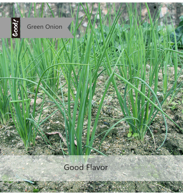 Fairy Valley Bred High Quality Chinese Green Spring Onion Seeds Scallion Seeds For Sale