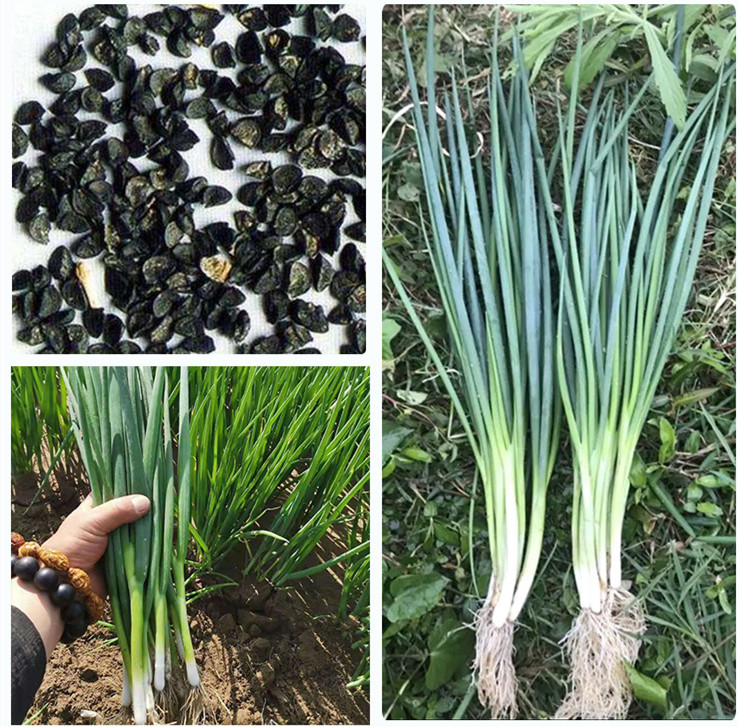 Fairy Valley Bred High Quality Chinese Green Spring Onion Seeds Scallion Seeds For Sale