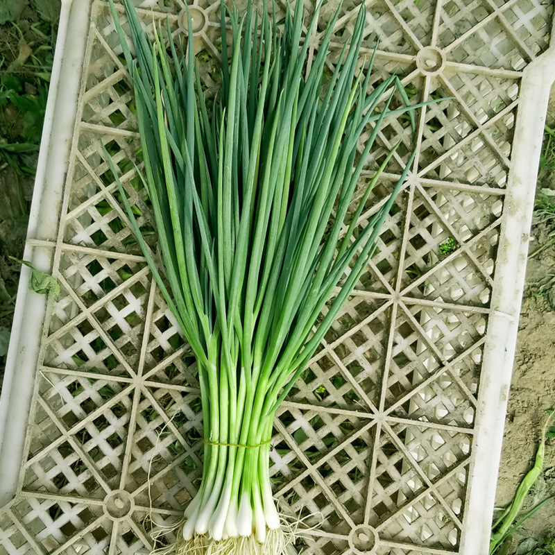 Fairy Valley Bred High Quality Chinese Green Spring Onion Seeds Scallion Seeds For Sale