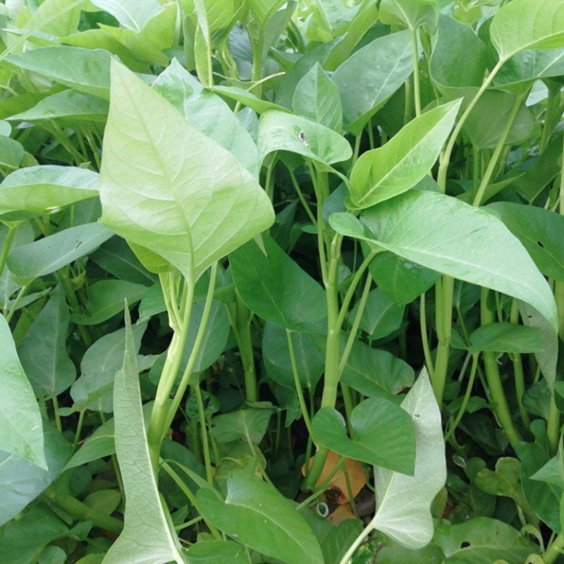 Water Spinach Seeds Wholesale Big Leaf Water Spinach Seed For sale