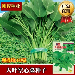 Water Spinach Seeds Wholesale Big Leaf Water Spinach Seed For sale