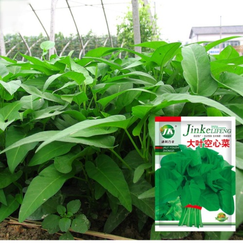 High Quality Water Spinach Leafy Seeds for GrowingSmall Leaf Water