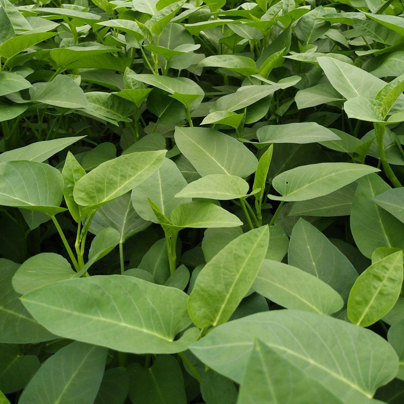 Water Spinach Seeds Wholesale Big Leaf Water Spinach Seed For sale