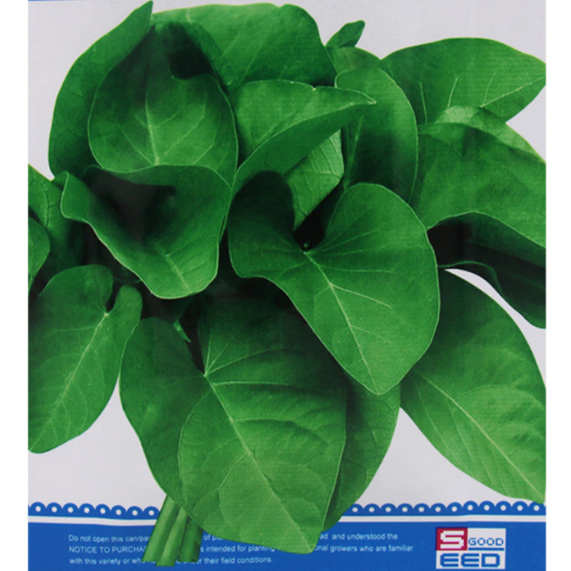 Water Spinach Seeds Wholesale Big Leaf Water Spinach Seed For sale