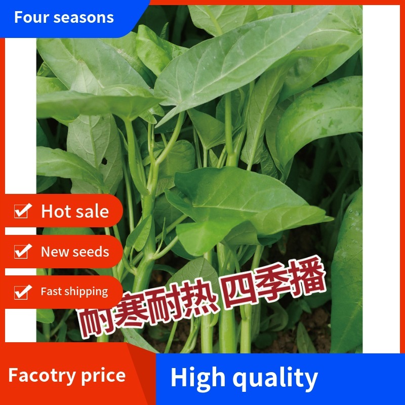 Water Spinach Seeds Wholesale Big Leaf Water Spinach Seed For sale