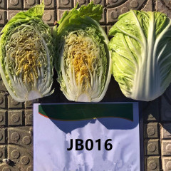 Hybrid F1 High Temperature Resistant Chinese Cabbage Seeds-JB016