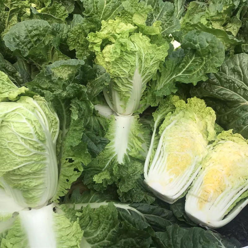 Hybrid F1 High Temperature Resistant Chinese Cabbage Seeds-JB016