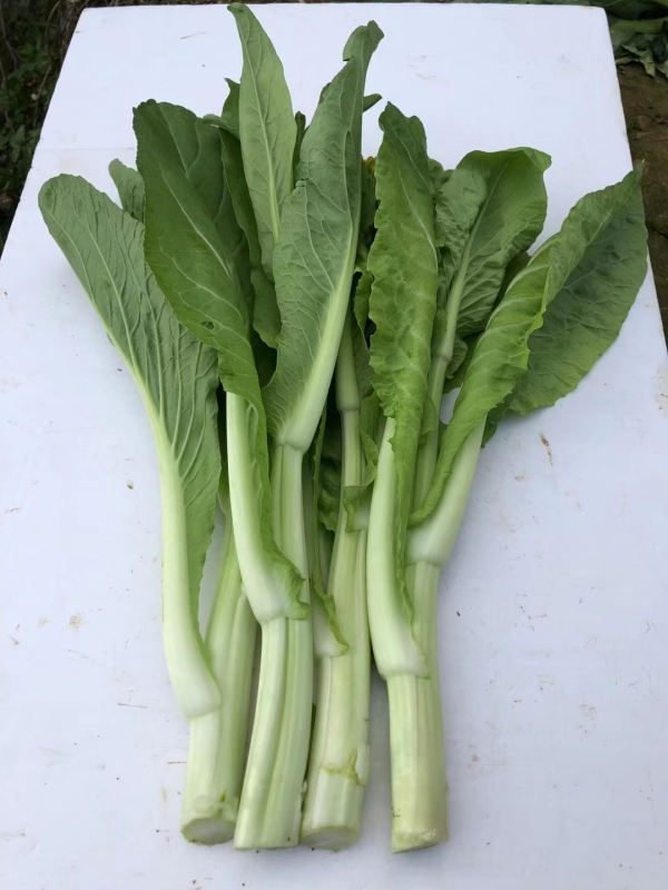 Fairy Valley Bred High Quality Hybrid F1 Choi Sum Seeds For Sale-NBT07