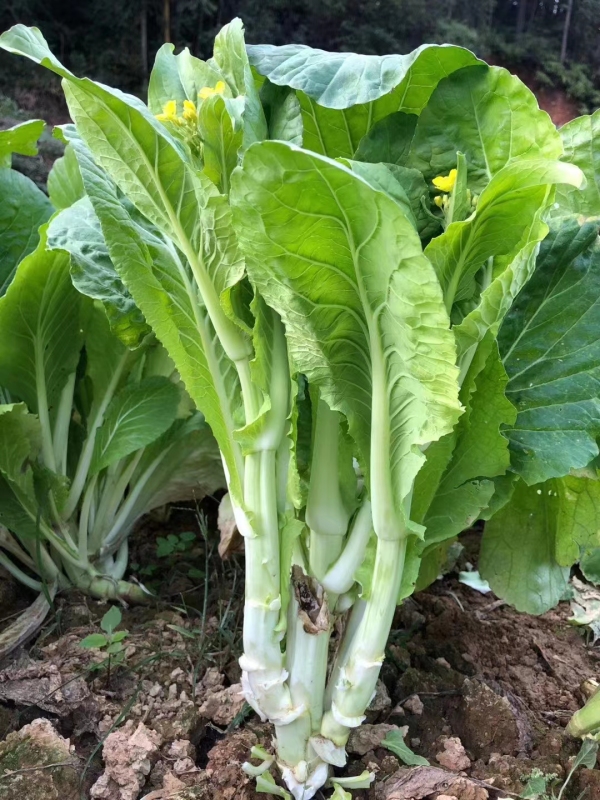 Fairy Valley Bred High Quality Hybrid F1 Choi Sum Seeds For Sale-NBT07