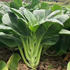 Fairy Valley Bred High Quality Hybrid F1 Choi Sum Seeds For Sale-NCT06