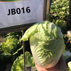 Hybrid F1 High Temperature Resistant Chinese Cabbage Seeds-JB016