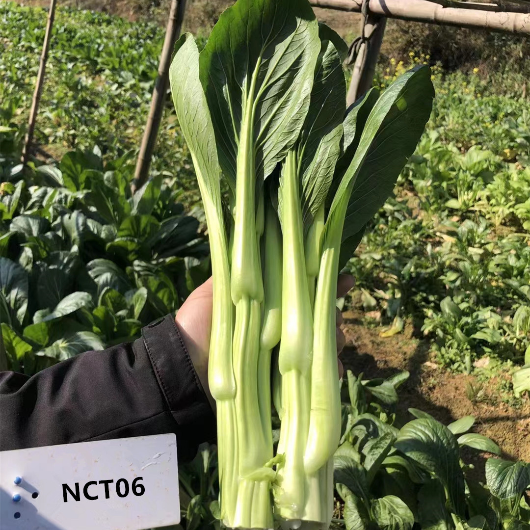 Fairy Valley Bred High Quality Hybrid F1 Choi Sum Seeds For Sale-NCT06