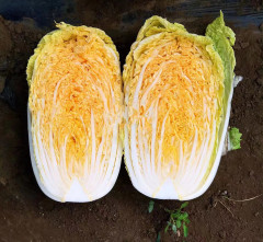 Hybrid F1 Orange Red Chinese cabbage Seeds-JB027