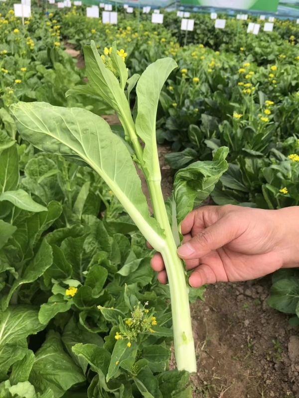 Fairy Valley Bred High Quality Hybrid F1 Choi Sum Seeds For Sale-NBT03