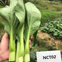 Fairy Valley Bred High Quality Hybrid F1 Choi Sum Seeds For Sale-NCT02