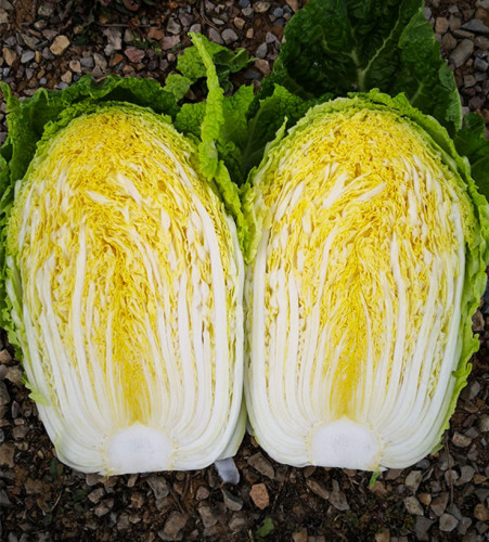 Hybrid F1 Chinese cabbage Seeds-JB008